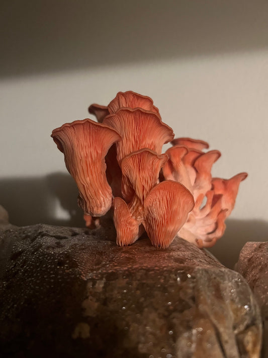 Ultimate Guide to Growing Gourmet Mushrooms at Home