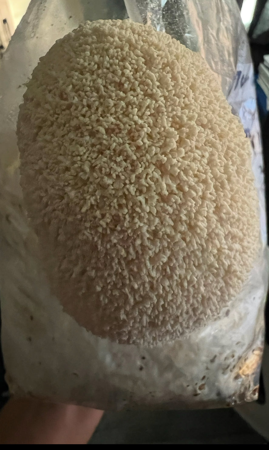 Lions Mane Mushroom Kit