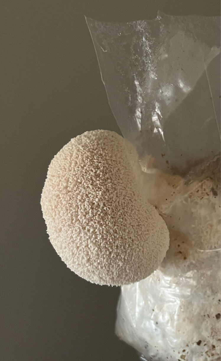 Mushroom Kit Subscription