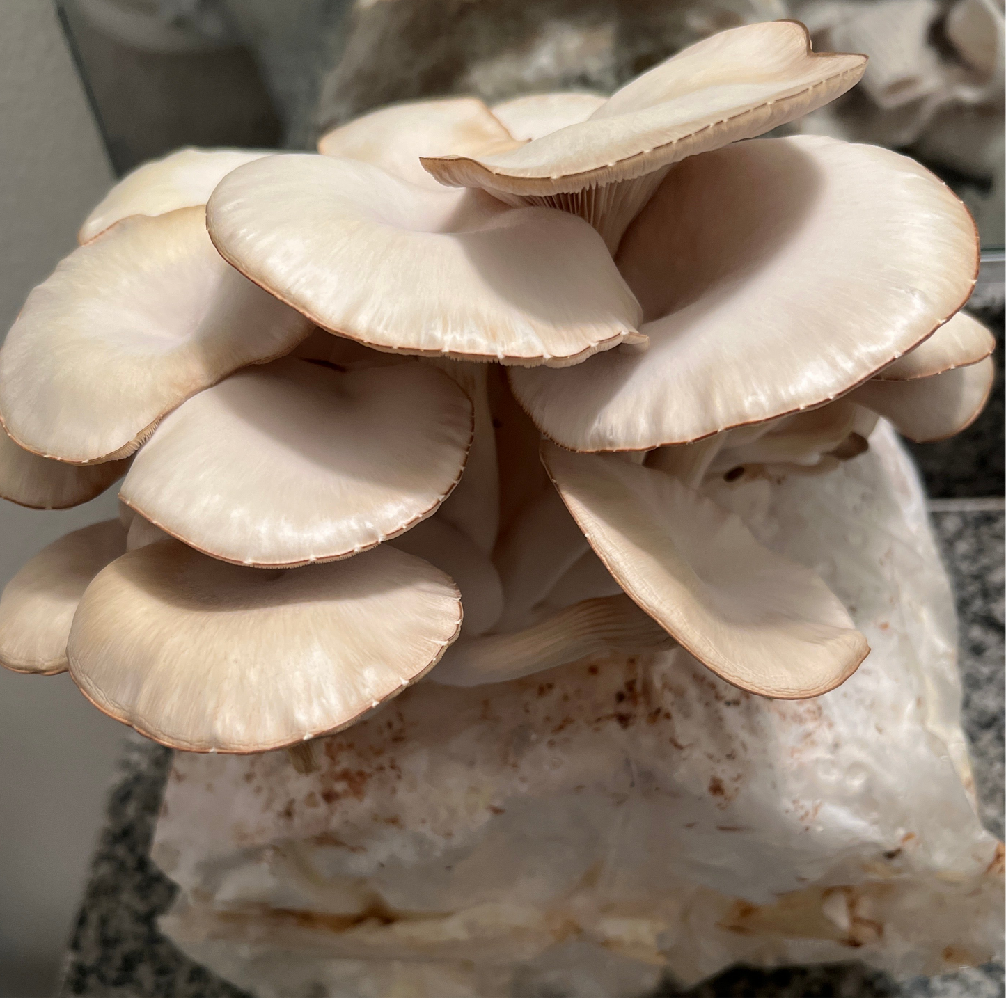Mushroom Kit Subscription