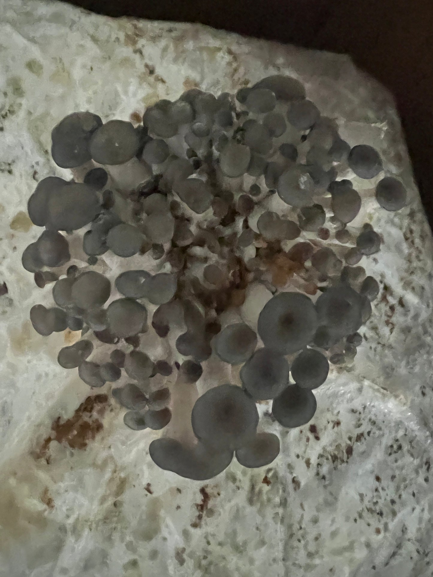 Mushroom Kit Subscription