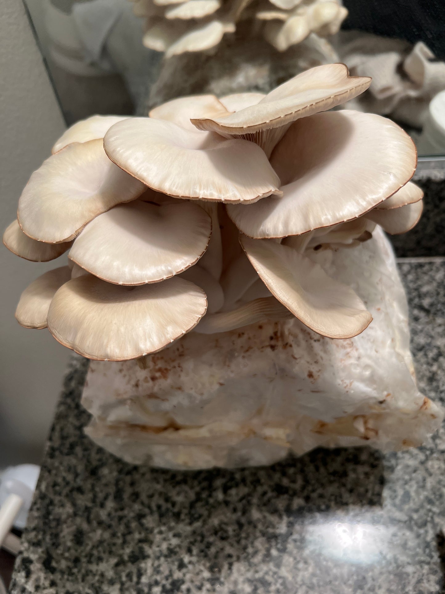 Mushroom Kit Subscription