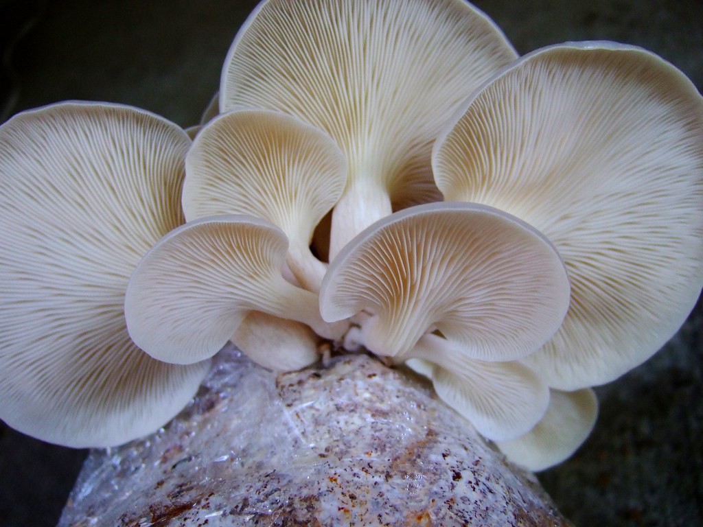 Snow Oyster Mushroom Kit
