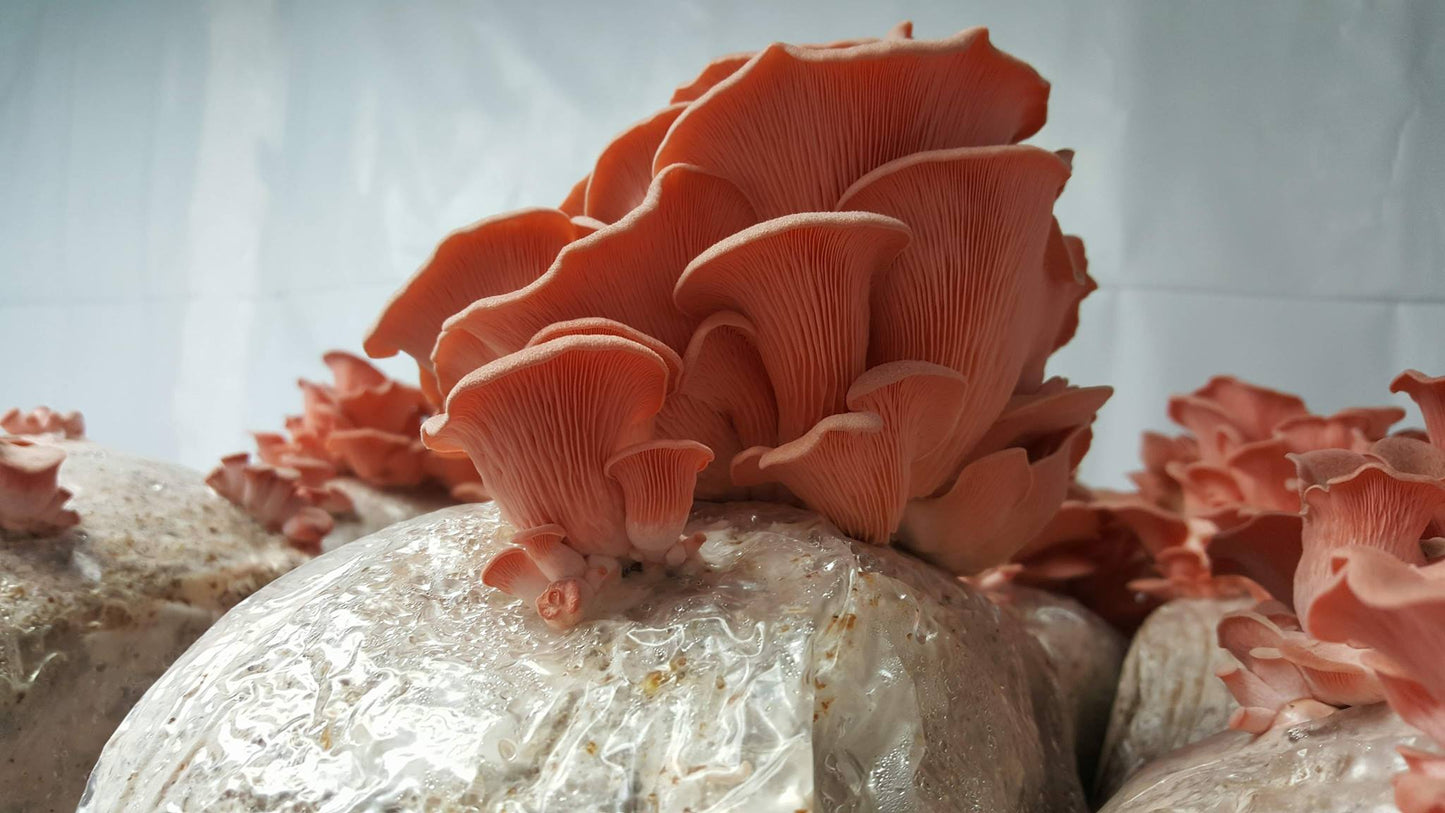Pink Oyster Mushroom Kit