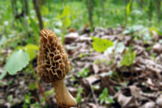 Why You Shouldn’t Mix Morels and Alcohol (and What to Grow Instead)