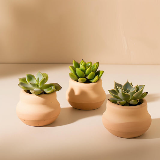If You Can Keep a Succulent Alive, You Can Grow Mushrooms (Seriously!)