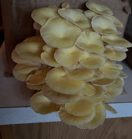 Golden Oyster Mushroom Kit