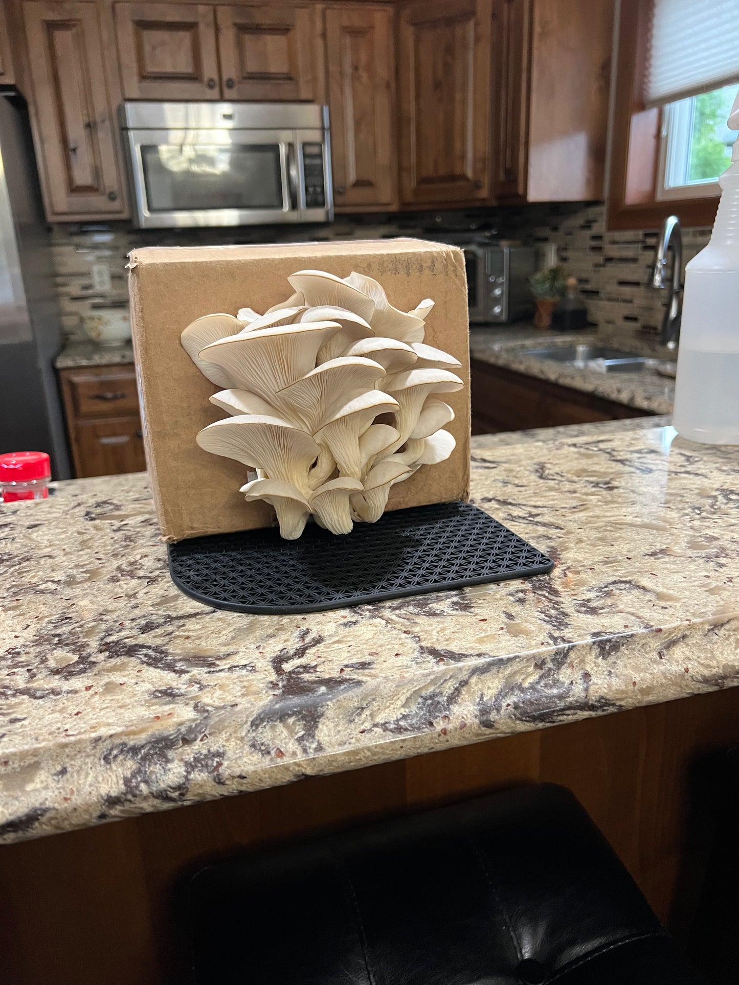 Blue Oyster Mushroom Kit