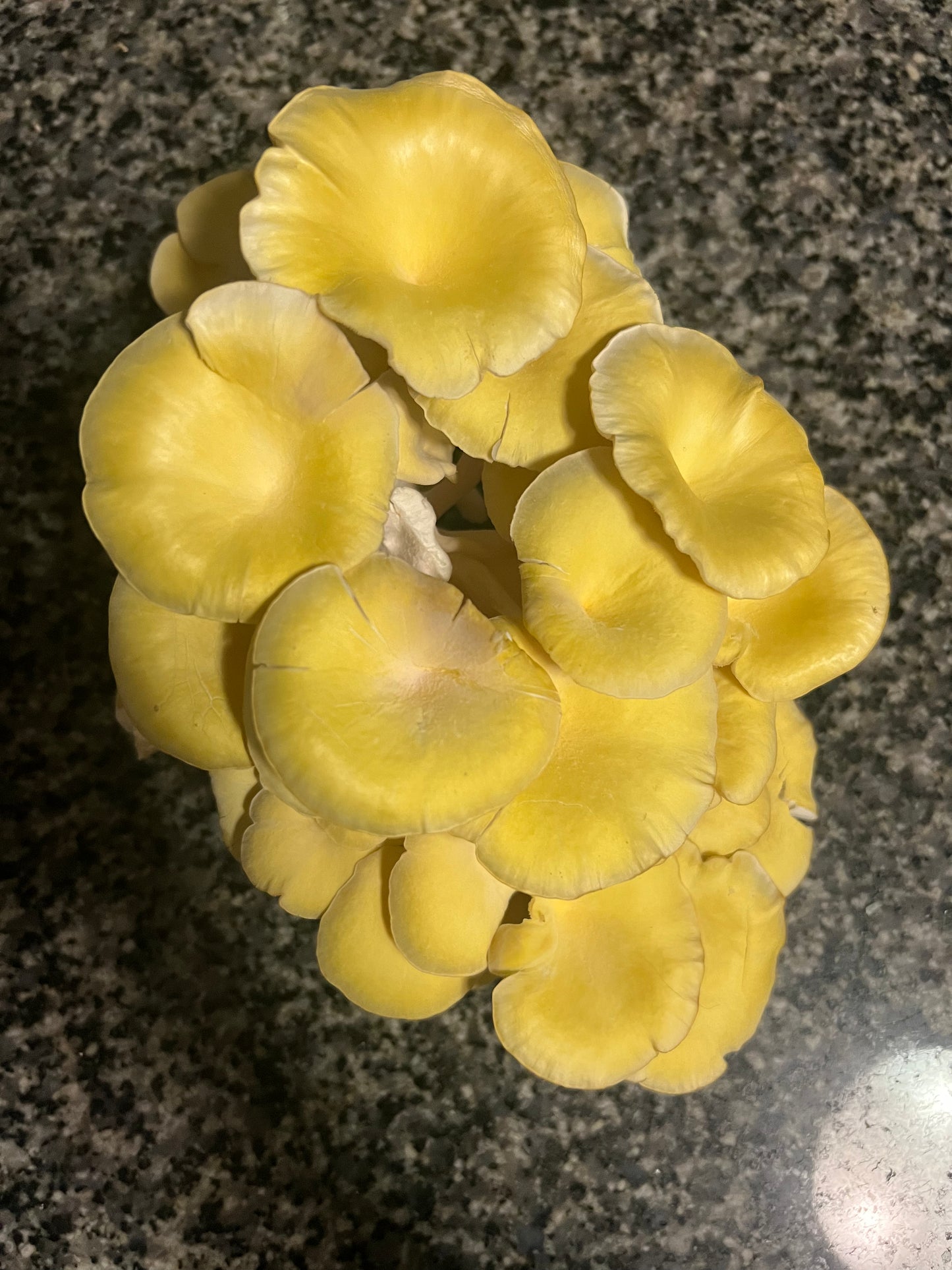 Mushroom Kit Subscription