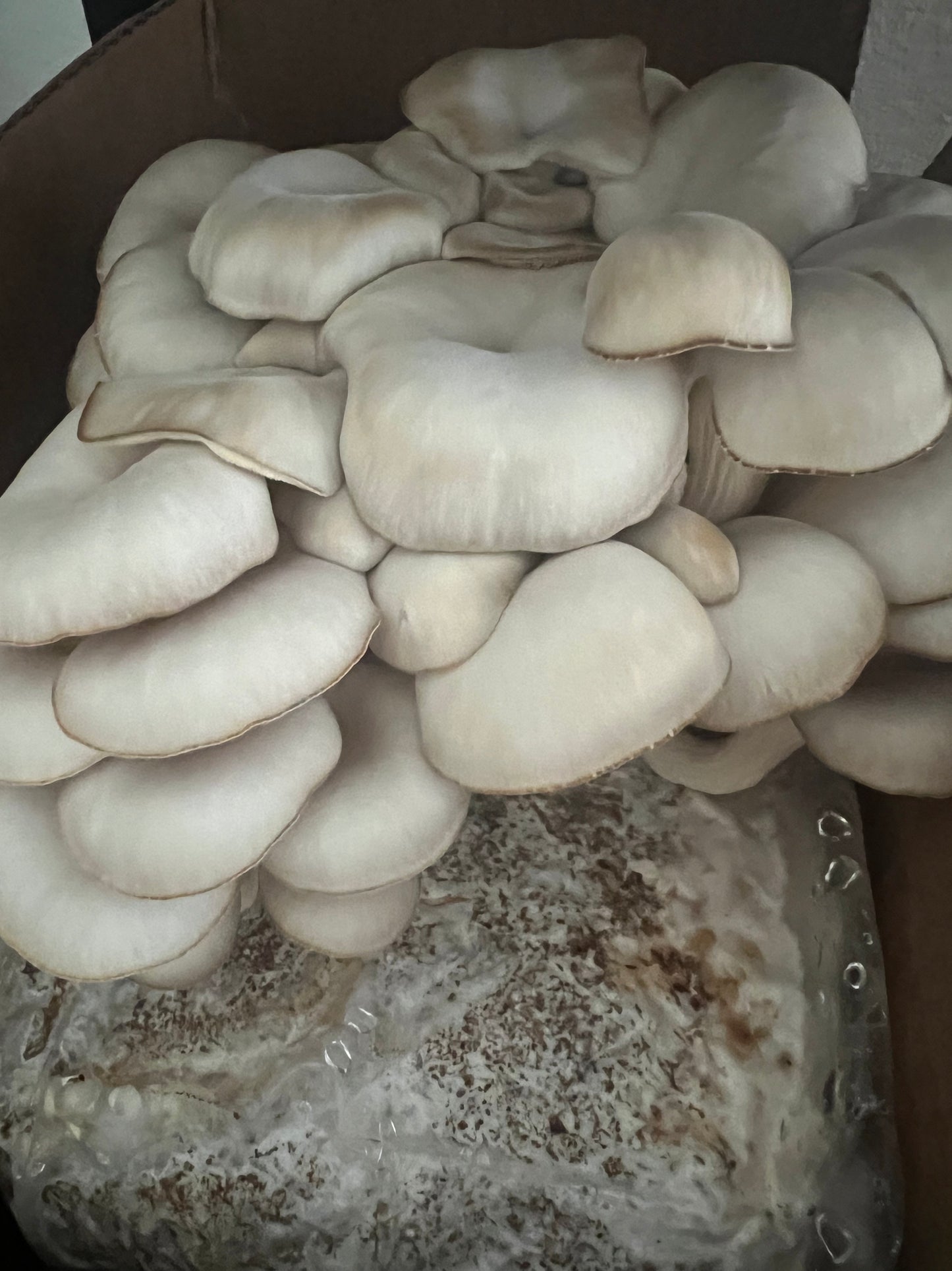 Mushroom Kit Subscription