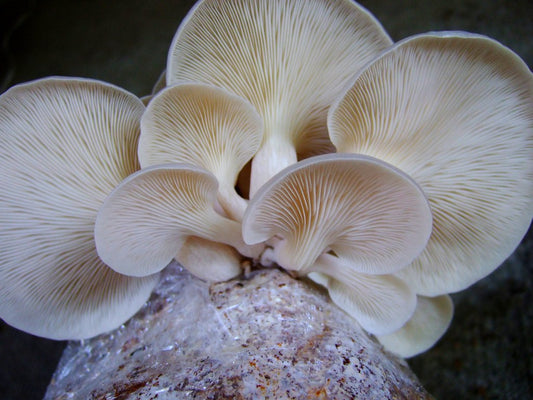 Snow Oyster Mushroom Kit